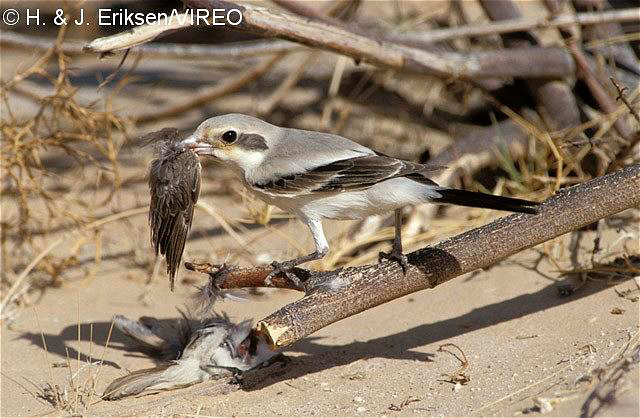 Southern Gray Shrike e05-12-062.jpg